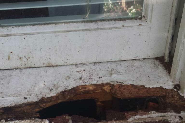 animal damage repair