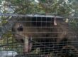 possum control