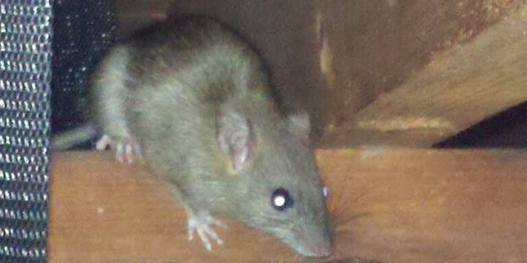 rat-rafters rat control