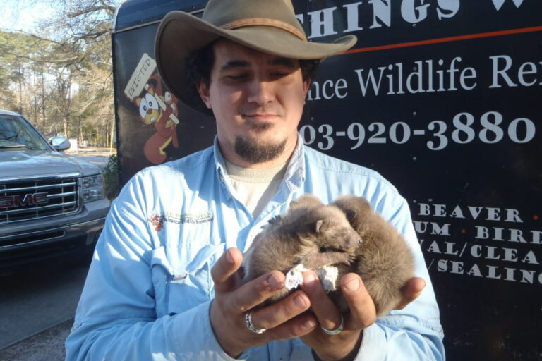 Racoon Control Racoon Control