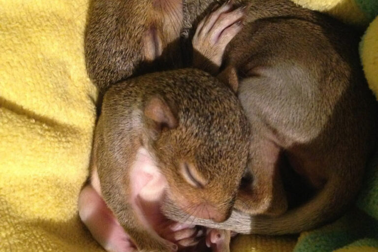 baby-squirrels baby squirrel removed