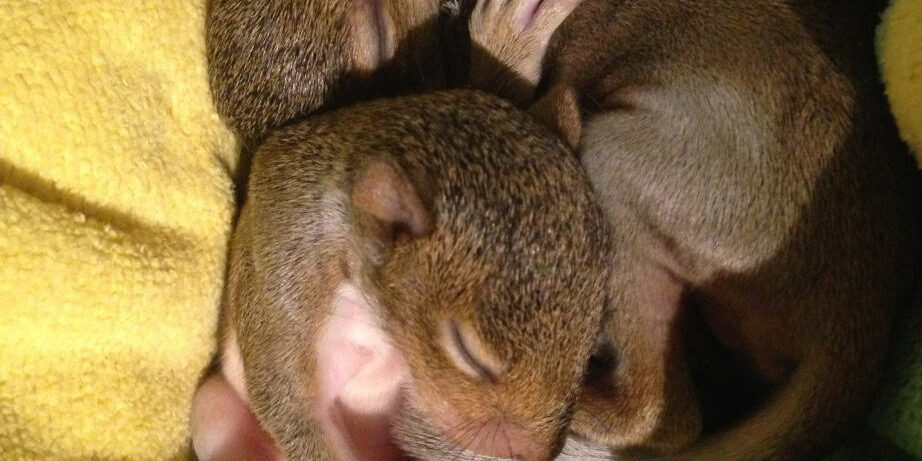 baby-squirrels baby squirrel removed