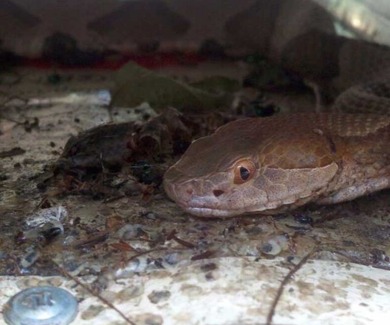 copperhead-in-home-768x640.jpg