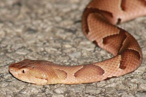 copperhead snake in yard