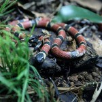 coral snake sc
