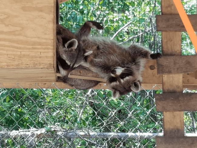 racoon control