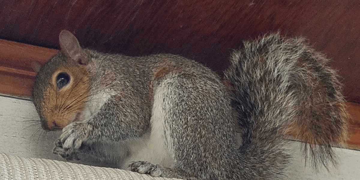 squirrel control trapping removal exclusion