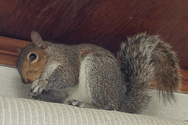 squirrel control trapping removal exclusion