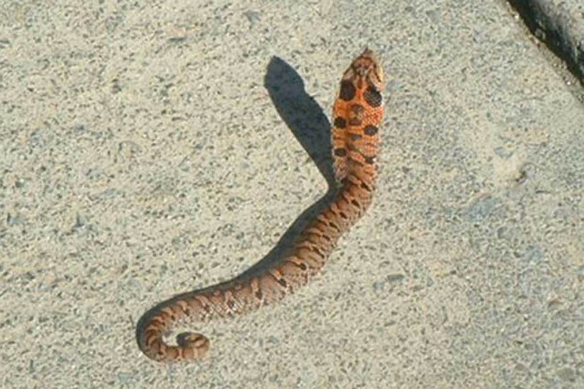 hognose-snake | ALL THINGS WILD - Nuisance Wildlife Control