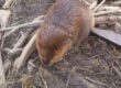 beaver control