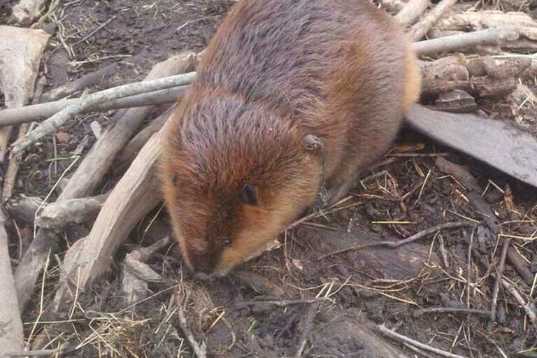 beaver control