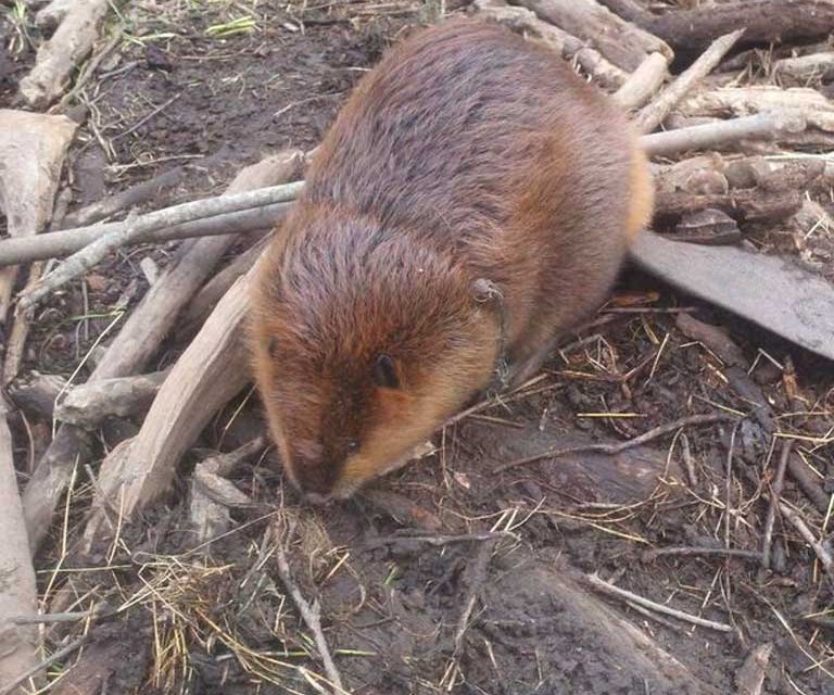 ALL THINGS WILD Bird Removal Services for Commercial and Residental