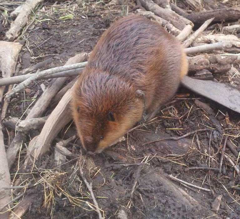 Beaver Control, Trapping and Removal Services