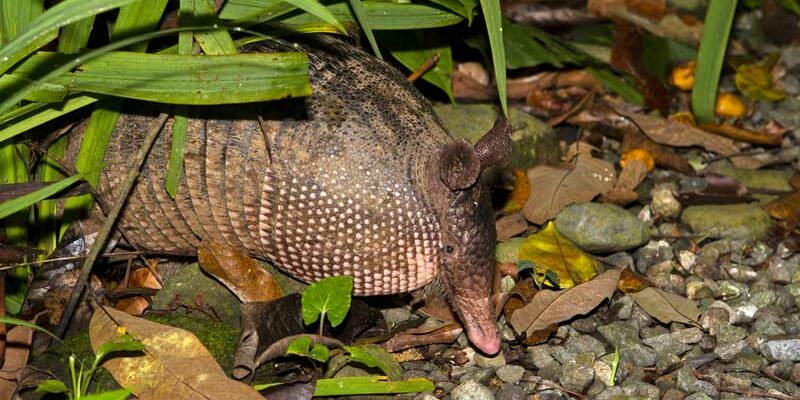 Armadillo Control, Trapping, Removal and Exclusion Services - ALL