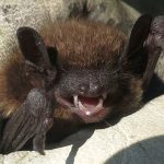 bat removal mount pleasant south carolina