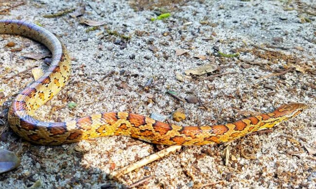 corn snake removal charleston south carolina