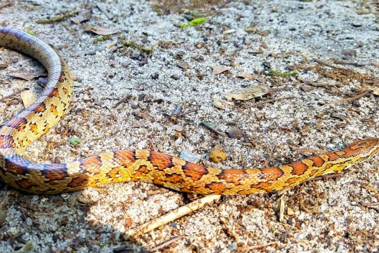 corn-snake-removal-charleston-south-carolina corn snake removal charleston south carolina