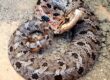 mount pleasant sc snake removal eastern hognose snake harmless