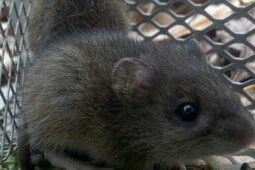 mice_rat_control_charleston_sc rodent control charleston sc