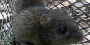 rodent control charleston sc