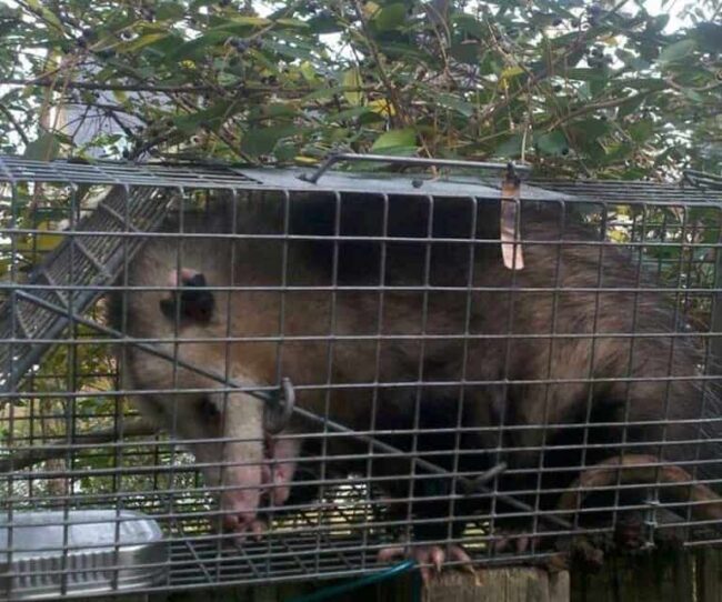 opossum-removal-charleston opossum removal in charleston sc