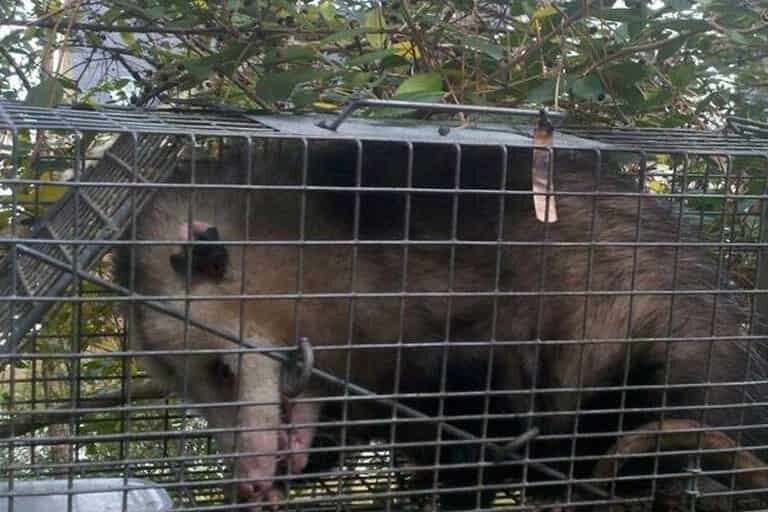 opossum-removal-charleston opossum removal in charleston sc