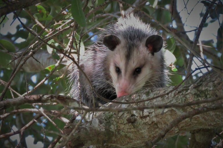 Charleston SC Wildlife Control Winter Opossum & Rat Control Service Expanded Charleston SC Wildlife Control Winter Opossum & Rat Control Service Expanded