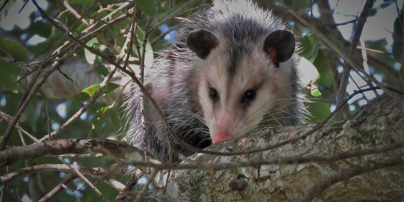 Charleston SC Wildlife Control Winter Opossum & Rat Control Service Expanded