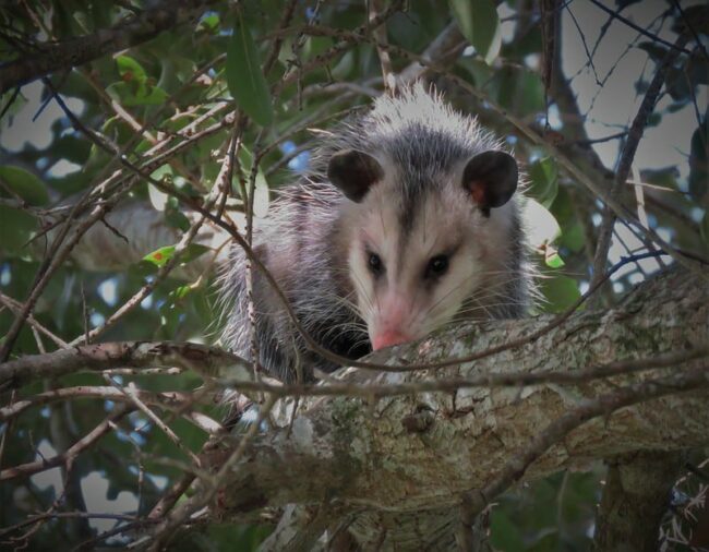 Columbia SC Wildlife Control Winter Opossum & Rat Control Service Expanded