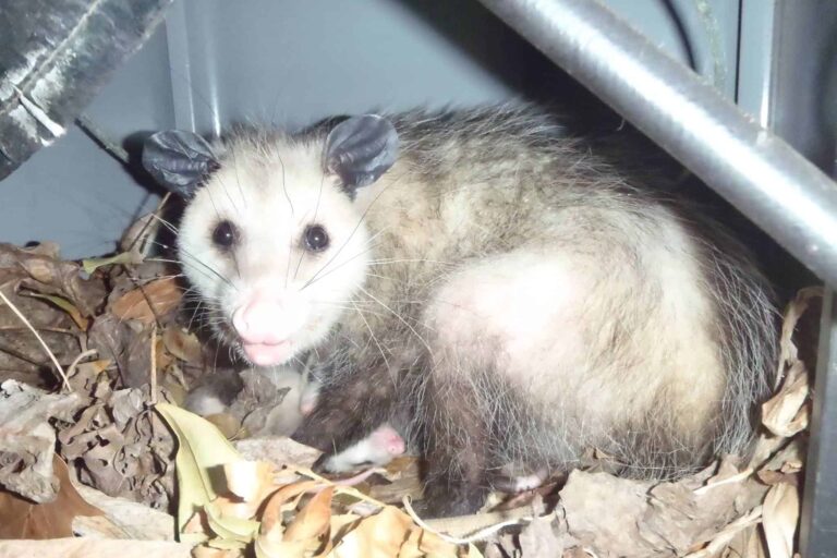 Charleston SC Wildlife Control Winter Opossum & Rat Control Service Expanded