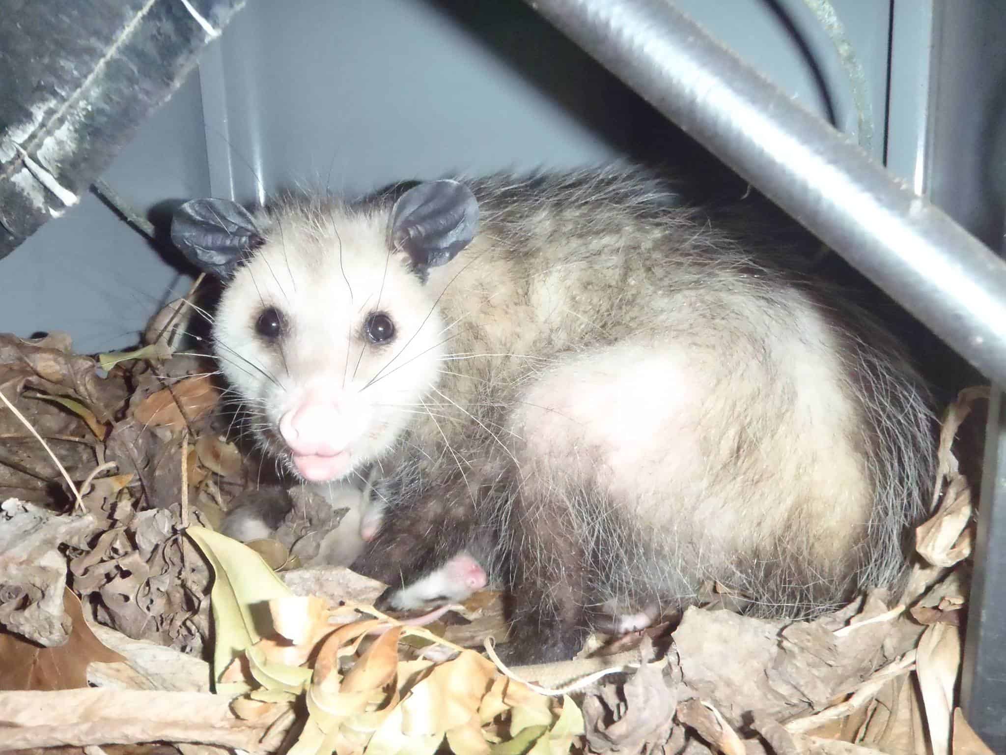 All Things Wild Gets Rid of Rats, Squirrels, Opossum, Raccoons in