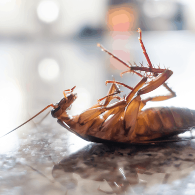 Nuisance Wildlife Removal and Pest Control - ALL THINGS WILD - Nuisance ...