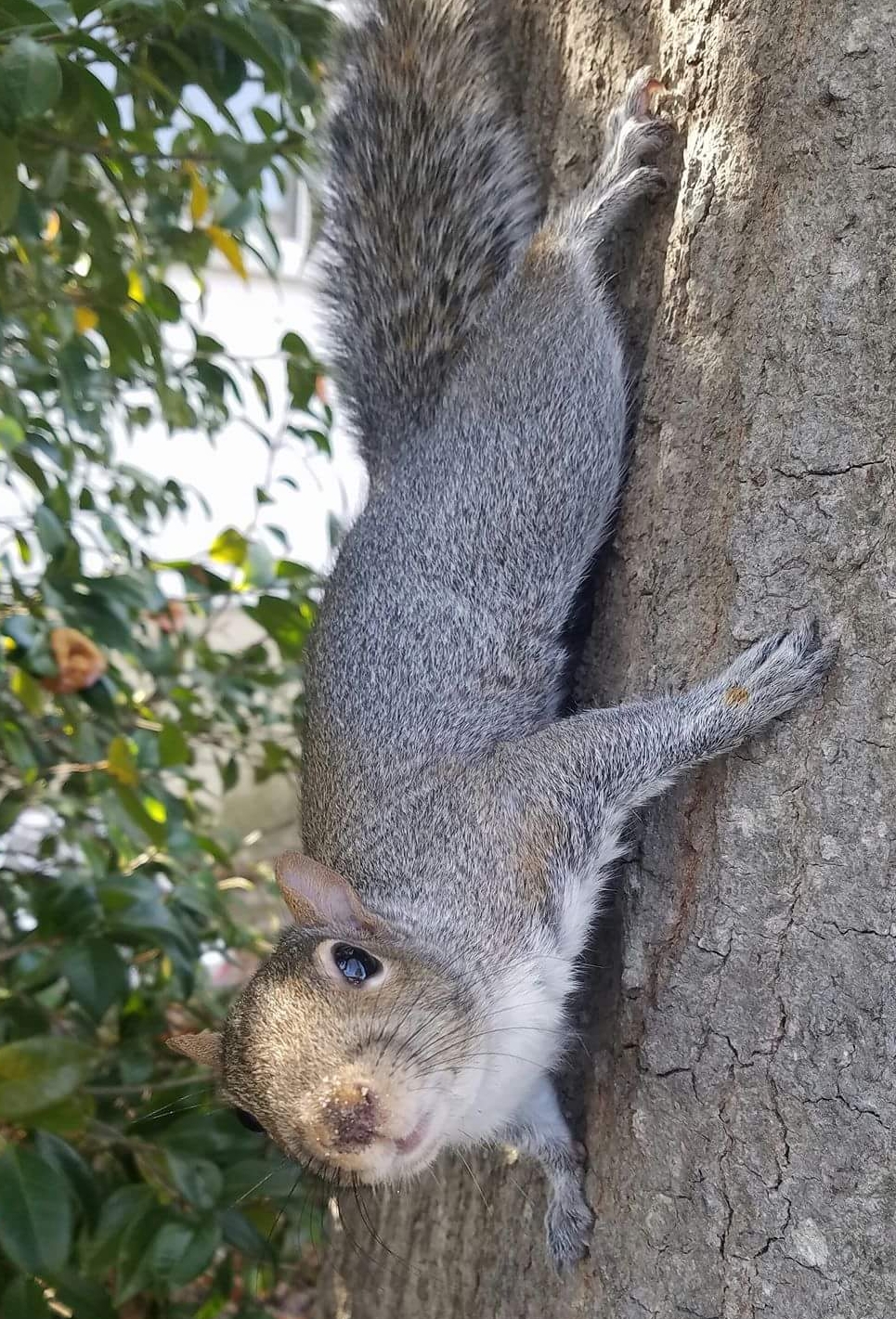Squirrel Removal Louisville - Pest Control & Attic Repair